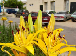 Жара в Камышине набирает обороты