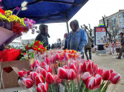 Камышинские флористы предупредили о дороговизне тюльпанов в Женский день в этом году, но...