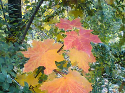 Камышин накрывает теплый и влажный погодный фронт