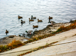 Зима на носу, а дикие утки и не думают улетать из Камышина