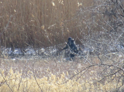 Камышинские рыбаки решили пропесочить своих собратьев по лову из-за сетей