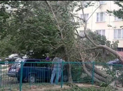 Администрация Камышина призвала горожан в ураган не ставить машины под деревьями