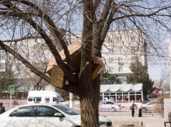 В Камышине коробки кто-то зачем-то взгромоздил на дерево, - камышанка