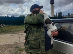 Пес Пермезан вернулся домой: в соцсетях камышане рассказали собачью историю с хэппи-эндом