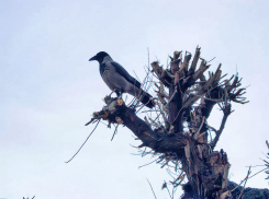 15-градусный мороз вернулся в Камышин 16 февраля