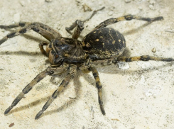 В Камышине у ограды рынка в четвертом микрорайоне покупателей перепугал огромный паук