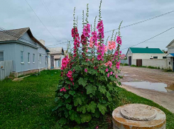 Стало известно, на благоустройство каких территорий Камышину дадут деньги из вышестоящих бюджетов после народного голосования