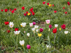 Камышанам за дикие тюльпаны грозит дикий штраф