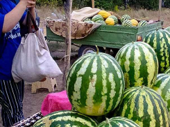 Завтра, 28 августа, на площадке перед ДК «Текстильщик» откроется выставка самых больших камышинских арбузов