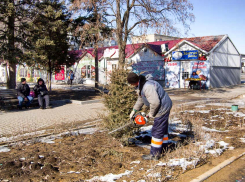В Камышине «оранжевые жилеты» решили поаккуратнее сделать стрижку туям у «Победы», но...