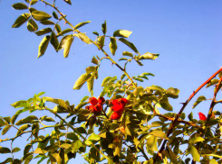 Камышане ринулись безжалостно собирать шиповник