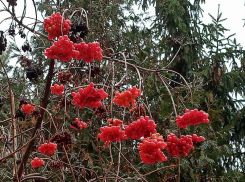 Ночью в Камышине держатся крепкие морозы, днем 21 января прогнозируется -5