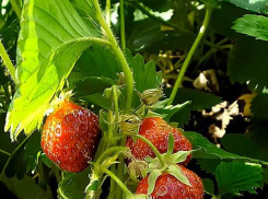 Камышинские дачники  «рвутся» за «круглый стол» с властями