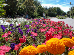  Летний день перед «обвалом» температуры: погода в Камышине 9 октября