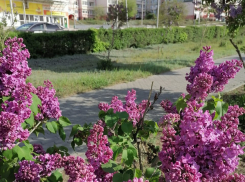 В Камышине победителями народного голосования по благоустройству стали пешеходные зоны на улицах Некрасова и Маресьева