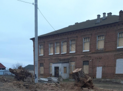 Ну почему в Камышине жертвами любой реконструкции становятся деревья? - камышанин