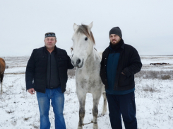 «Я из Германии уехал, наверное, из-за лошадей», -  признается фермер из  Камышинского района Андрей Липпардт