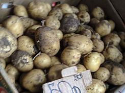 В Волгоградской области сетевики ожидают цену на картофель до 100 рублей за килограмм, - «Блокнот Волгограда»