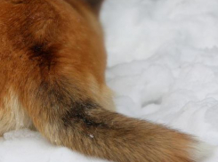 В селе Усть-Грязнуха Камышинского района из-за сбесившейся лисы объявили карантин