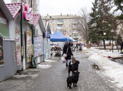 Бродячим собакам в Волгоградской области с 1 марта запретили находиться в местах скопления людей
