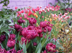 На праздник первоцветов в лютые февральские морозы приглашают камышан в Волгоградский ботанический сад 