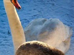 Камышане любуются, как в городском парке увеличенное «поголовье» мини-зверинца вышло на снежную прогулку