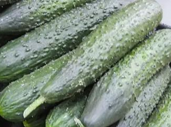 Камышан сманивают на огуречные плантации в Волжском хорошей зарплатой и бесплатными обедами