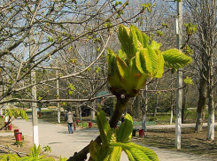 В Камышине синоптики обещают до +17-ти