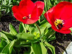 В центральном парке Камышина пересчитали тюльпаны