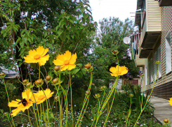 Ветер северных направлений принесет в Камышин больше прохлады и магнитные возмущения