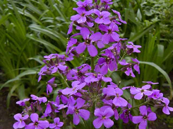 В Камышин пришла жара - даже по ночам выше 20-ти