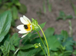 В Камышине 8 августа сохранится сильная жара, но возможен быстрый мини-дождь