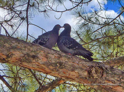 После ночного дождя во вторник воздух в Камышине прогреется только до +10 градусов