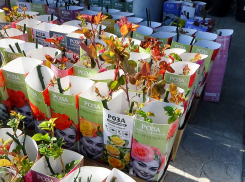 Солнечная свежесть вперемешку с геомагнитными всплесками: погода в Камышине 24 марта