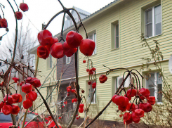 Жители Волгоградской области не увидят снега в 2025 году