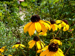 Жаркое лето передумало уходить из Камышина: погодная повестка на 17 августа