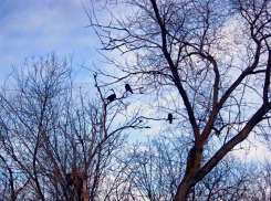 Ночные морозы крепче 12 градусов вернулись в Камышин, в понедельник пройдет слабый снег
