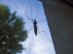 С возвращением 30-градусной жары в Камышине оживает комариное нашествие