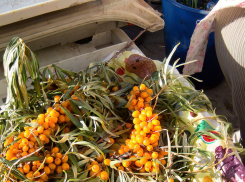 Облепиховый «бизнес» камышинских бабушек процветает