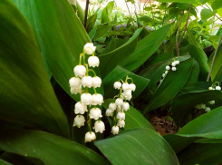 Аномально холодная майская неделя предстоит камышанам