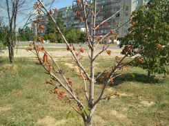 В Камышине на Каштановой аллее погибают без полива молодые каштаны