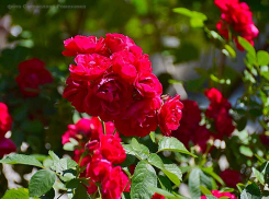 Камышин постепенно опять «раскаляется» от жары