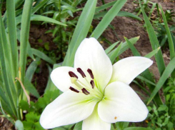 Жаркое солнце, но северо-западный ветерок: относительно комфортную погоду предсказали камышанам на 19 июня