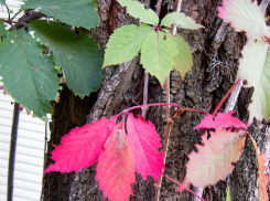 В Камышине похолодает до +8 градусов