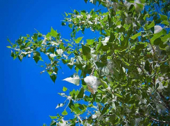 Для аллергиков Камышина началась «удушающая» пора