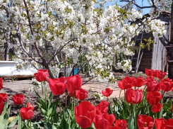 В период пандемии камышане по-новому полюбили дачи