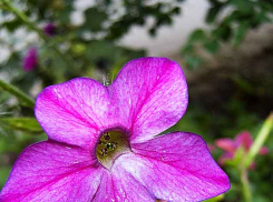 Синоптики заговорили о вероятности короткого дождя в Камышине в 36-градусную жару