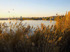 Камыша в Камышине рядом с администрацией столько, что, наверное, надо переименовывать город в «Болотогорск», - камышанин