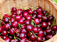 Журналисты расспросили везучую дачницу, как она собирает по пять ведер элитной черешни с одного дерева