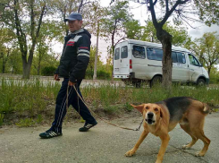 Собаки, имеющие хозяев, больше не могут гулять в Камышине сами по себе